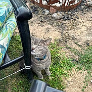 Jackson joined the competition — help win amazing prizes! affectionate, animal_silhouettes, armrest, blue_collar, cat, chair, close_up, decorative, dirt, feline, fire_pit, grass, gray_cat, metal, nature, outdoor, pet, relaxed, sunlight, tabby
