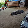 Jackson joined the competition — help win amazing prizes! cat, gray_tabby, carpet, ottoman, christmas_tree, holiday_decorations, snowman, toy, indoor, living_room, furniture, blanket, container, box, floor, decor, cozy, relaxing, pet, animal