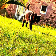 Pistache a rejoint le concours — aidez-le/la à gagner de superbes lots ! cat, black_cat, grass, outdoor, sunlight, building, stone_wall, window, nature, animal, pet, greenery, daylight, walking, mammal, tail, field, flora, sunny, plant