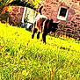 cat, black_cat, grass, outdoor, sunlight, building, stone_wall, window, nature, animal, pet, greenery, daylight, walking, mammal, tail, field, flora, sunny, plant