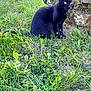 Pistache a rejoint le concours — aidez-le/la à gagner de superbes lots ! black_cat, cat, grass, greenery, stone_wall, outdoor, animal, pet, alert, nature, moss, plant, wildlife, feline, closeup, sitting, eyes, fur, mammal, daylight