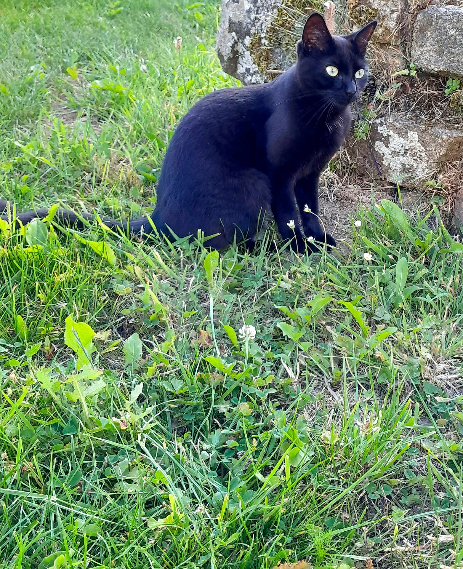 Pistache a rejoint le concours — aidez-le/la à gagner de superbes lots ! black_cat, cat, grass, greenery, stone_wall, outdoor, animal, pet, alert, nature, moss, plant, wildlife, feline, closeup, sitting, eyes, fur, mammal, daylight