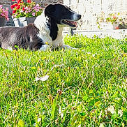 Princesse a rejoint le concours — aidez-le/la à gagner de superbes lots ! dog, grass, flower, garden, sunlight, outdoor, pet, black_and_white, stone_wall, plants, nature, home, canine, summer, tongue_out, relaxed, daylight, flora, backyard, happy