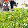 dog, grass, flower, garden, sunlight, outdoor, pet, black_and_white, stone_wall, plants, nature, home, canine, summer, tongue_out, relaxed, daylight, flora, backyard, happy