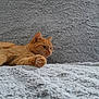 cat, orange_cat, tabby, pet, animal, feline, fur, whiskers, paw, relaxed, lying_down, indoor, blanket, soft_texture, gray, cozy, resting, side_view, closeup, domestic