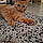 Chipie