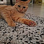 Chipie participe au concours pour gagner de l'argent avec cette photo : cat, ginger_cat, indoor, carpet, paw, pet, animal, feline, relaxed, curious, floor, texture, close_up, home, mammal, whiskers, cute, laying_down, looking, pink_paw_pads