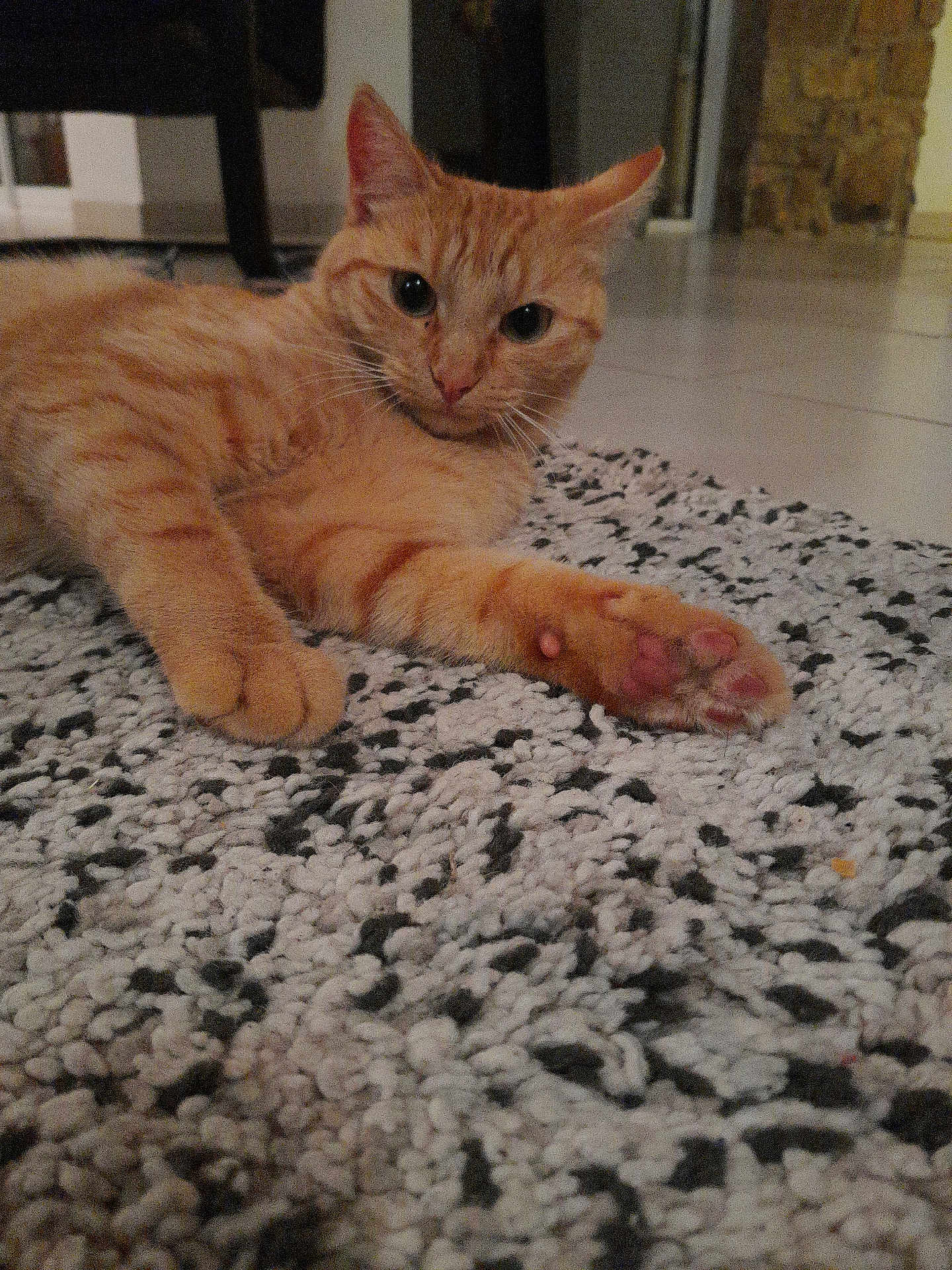 Chipie