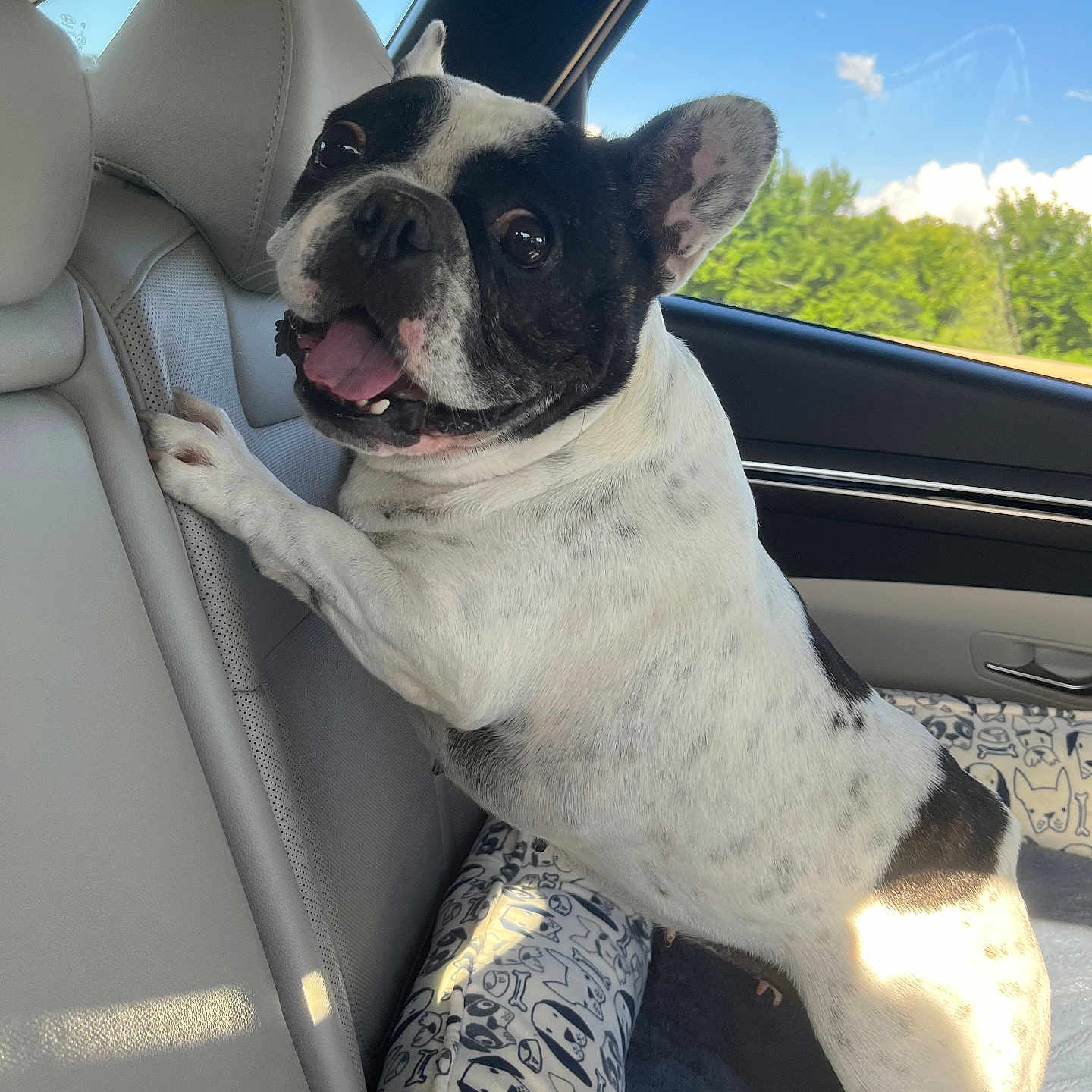 Lucy joined the competition — help win amazing prizes! animal, black_spots, canine, car_interior, cute, daylight, dog, french_bulldog, happy, looking_back, paw, pet, seat, seat_back, smiling, sunlight, tongue_out, vehicle, white, window