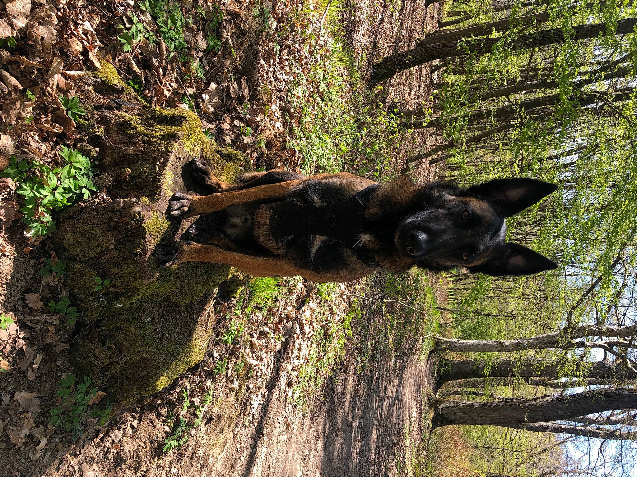 Packo participe au concours pour gagner de l'argent avec cette photo : branch, canidae, carnivore, dog, dog_breed, fawn, forest, grass, jungle, nature_reserve, plant, snout, sporting_group, terrestrial_animal, tree, trunk, twig, wood, woodland, working_animal