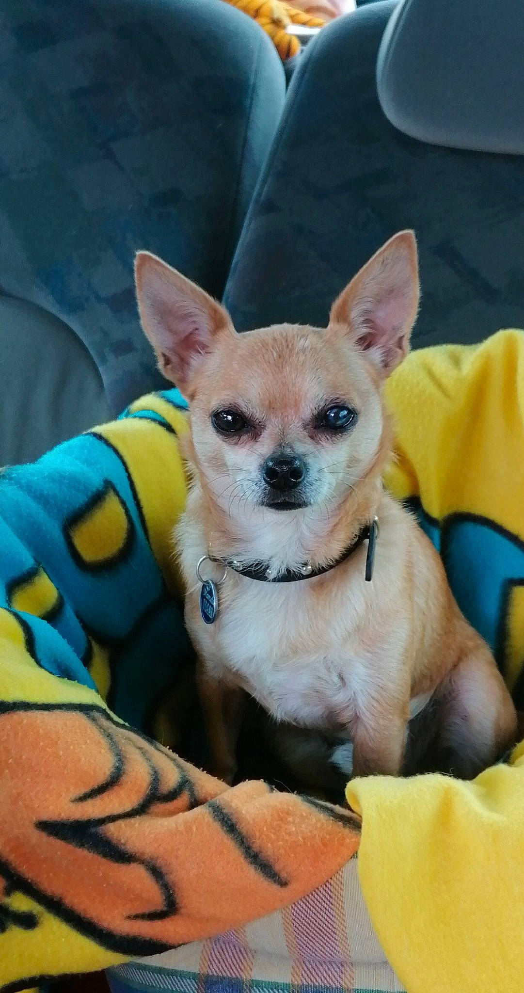 Marcelo a rejoint le concours — aidez-le/la à gagner de superbes lots ! canidae, carnivore, chihuahua, collar, comfort, companion_dog, corgi_chihuahua, dog, dog_breed, dog_supply, fawn, fur, mammal, non_sporting_group, snout, terrestrial_animal, toy_dog, whiskers, working_animal, yellow