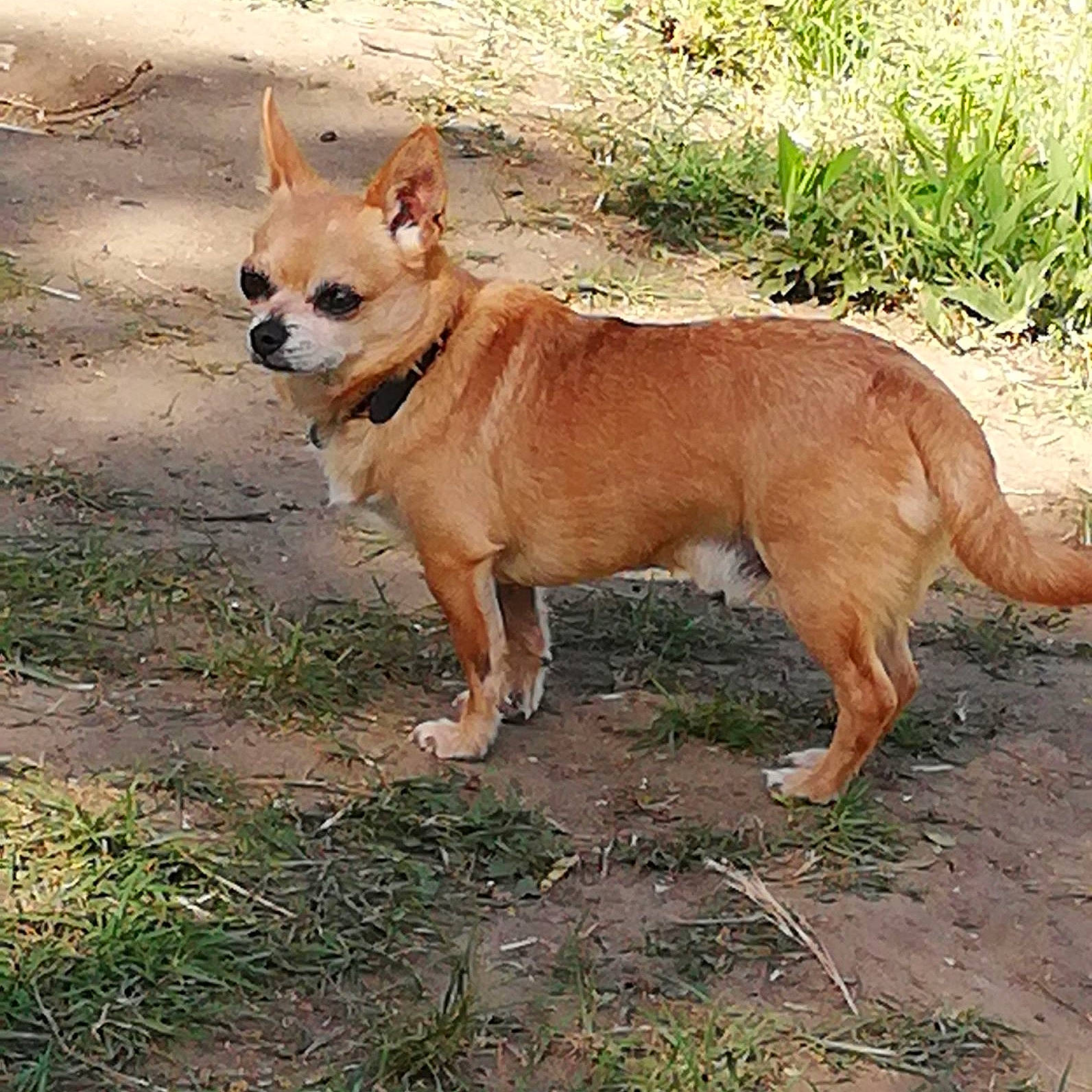 Marcelo