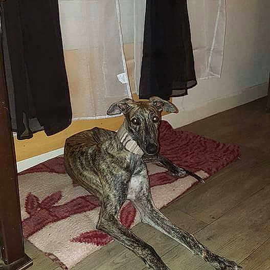 Bisou