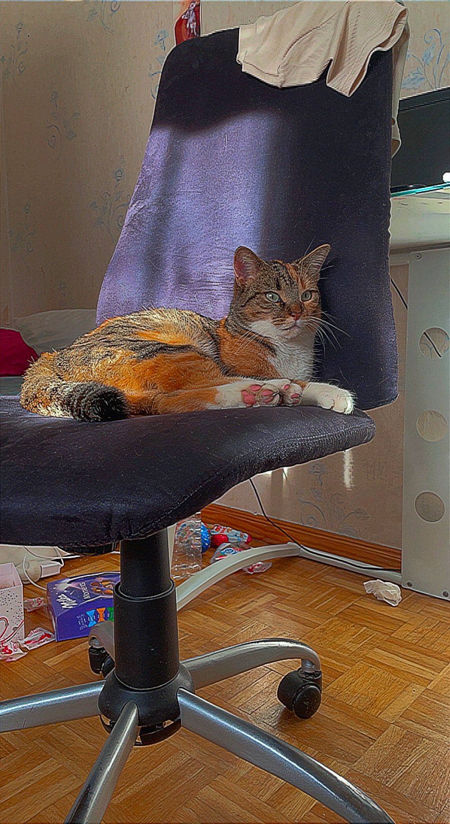 Pépétte participe au concours pour gagner de l'argent avec cette photo : armrest, carnivore, cat, cat_supply, chair, comfort, electronic_instrument, fawn, felidae, flooring, fur, hardwood, office_chair, room, sitting, small_to_medium_sized_cats, tail, whiskers, wood, wood_flooring
