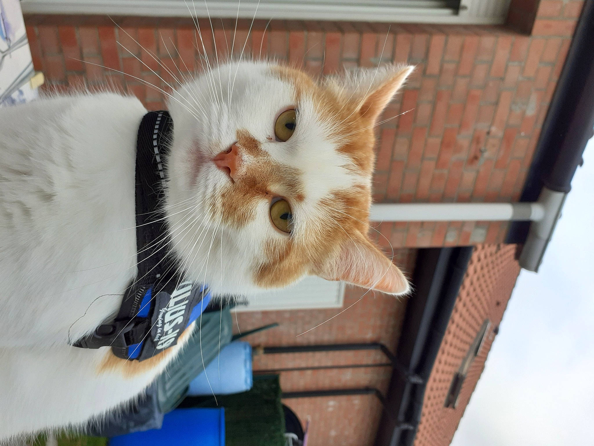 O'Malley a rejoint le concours — aidez-le/la à gagner de superbes lots ! aegean_cat, asian, carnivore, cat, domestic_short_haired_cat, european_shorthair, fawn, felidae, fur, kitten, ojos_azules, polydactyl_cat, small_to_medium_sized_cats, snout, turkish_van, whiskers