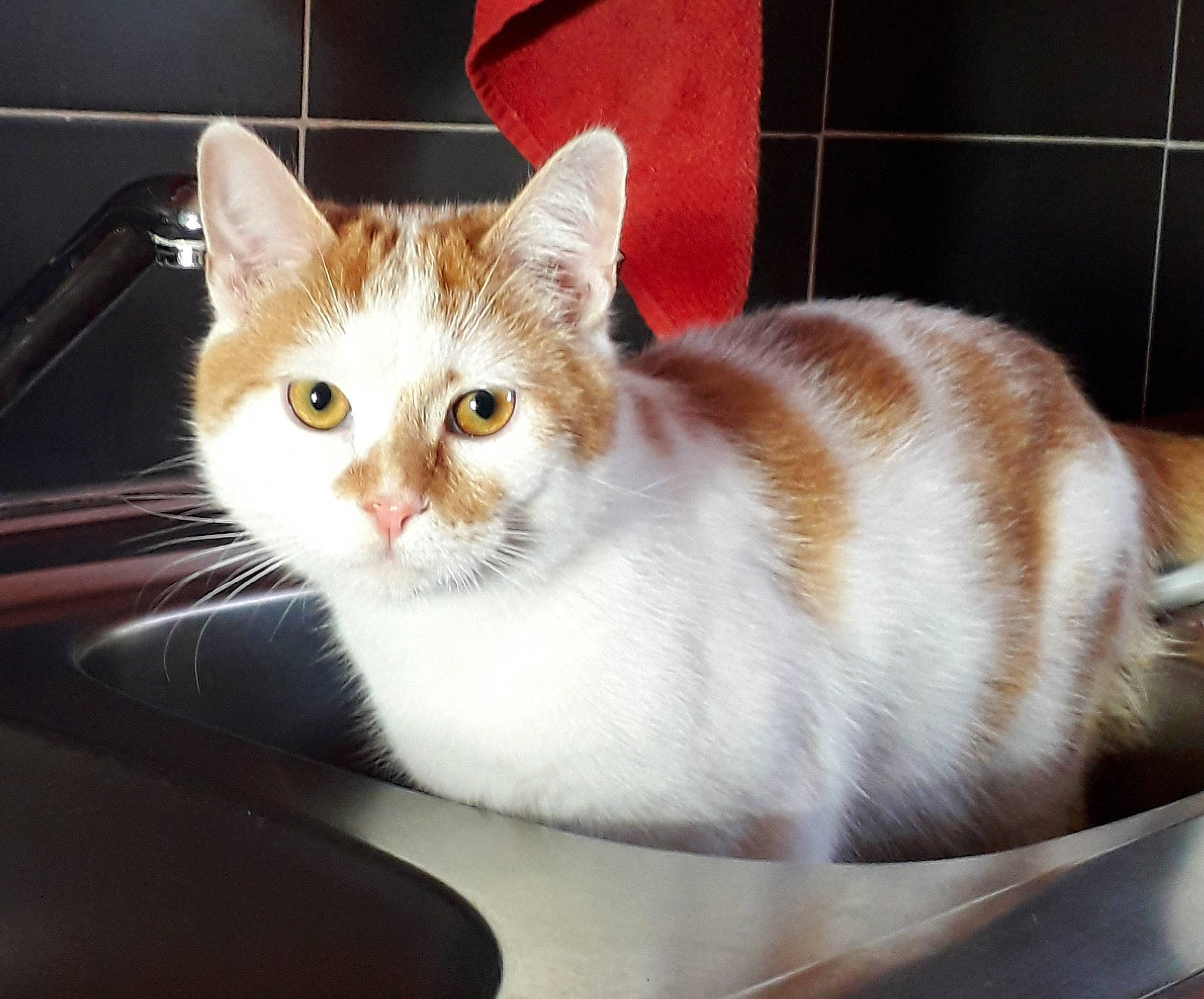 O'Malley participe au concours pour gagner de l'argent avec cette photo : carnivore, cat, comfort, domestic_short_haired_cat, fawn, felidae, fur, paw, small_to_medium_sized_cats, table, tableware, tail, whiskers