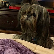 Ava is registered to the contest to win money with this photo: dog, shaggy_hair, bed, blanket, purple, beige, indoor, furniture, dresser, pet, calm, long_hair, collar, brown, black, household, comfort, animal, fur, resting