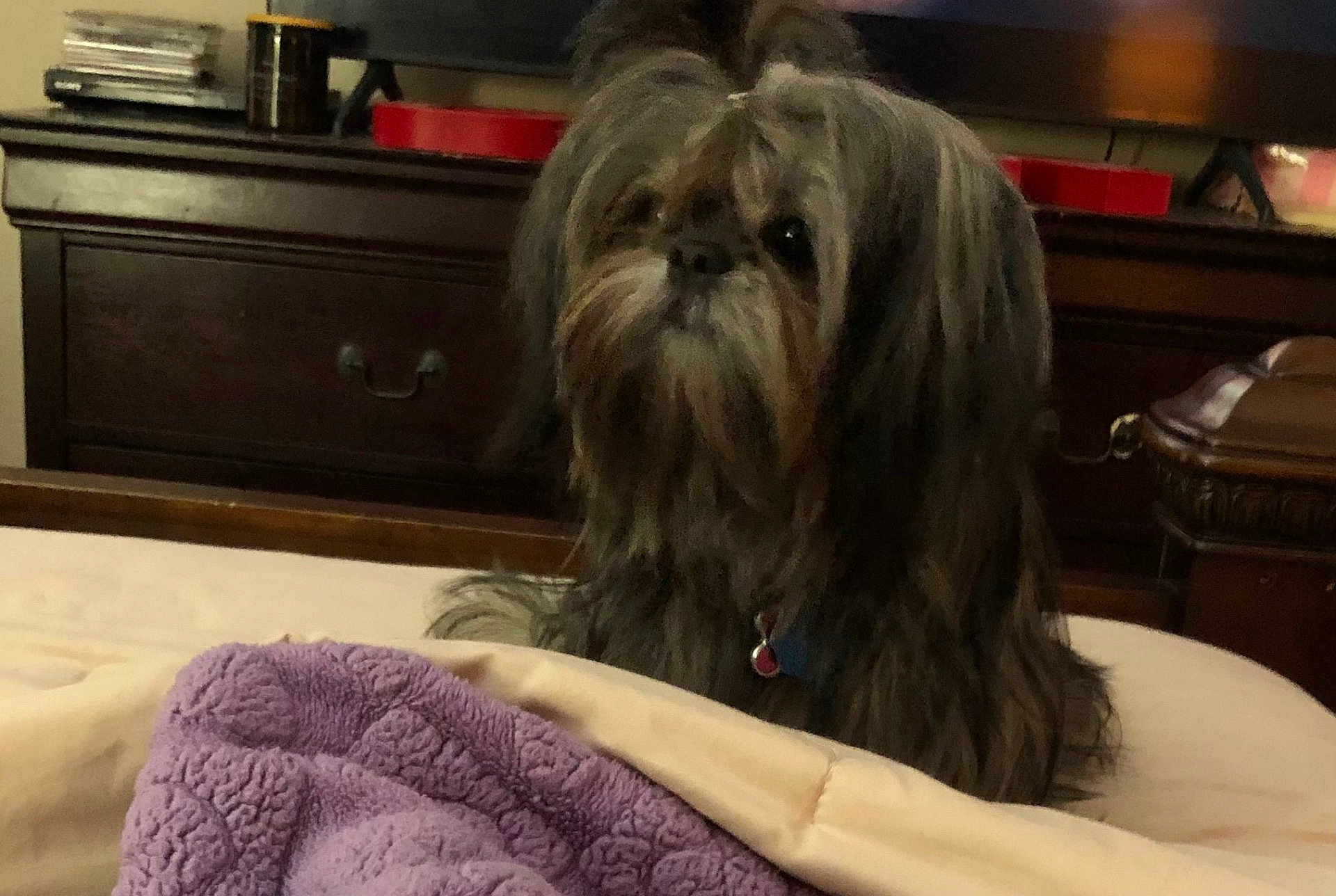 Ava is registered to the contest to win money with this photo: dog, shaggy_hair, bed, blanket, purple, beige, indoor, furniture, dresser, pet, calm, long_hair, collar, brown, black, household, comfort, animal, fur, resting