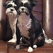 Chaquita is registered to the contest to win money with this photo: dog, pet, small_dog, black_and_white, fur, sitting, leather_chair, indoor, cute, companion, animal, friendship, portrait, two_animals, close_together, looking_at_camera, furry, domestic_animal, relaxing, cozy