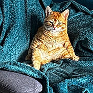 Pumba a rejoint le concours — aidez-le/la à gagner de superbes lots ! cat, orange_tabby, pet, animal, feline, indoor, couch, blanket, textured, relaxed, sitting, fur, whiskers, ear, paw, comfort, home, cozy, portrait, expression