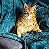 cat, orange_tabby, pet, animal, feline, indoor, couch, blanket, textured, relaxed, sitting, fur, whiskers, ear, paw, comfort, home, cozy, portrait, expression