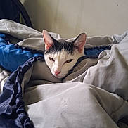 Stella joined the competition — help win amazing prizes! cat, blanket, bed, cozy, comfort, indoor, resting, sleepy, fur, pet, animal, white, black, pink_nose, ears, closeup, relaxation, soft, nestled, cute