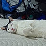 Stella is registered to the contest to win money with this photo: cat, sleeping, white_cat, black_markings, bed, bedding, fabric, clothing, bag, indoor, lazy, pet, feline, resting, closeup, domestic_animal, fur, pink_nose, whiskers, relaxed