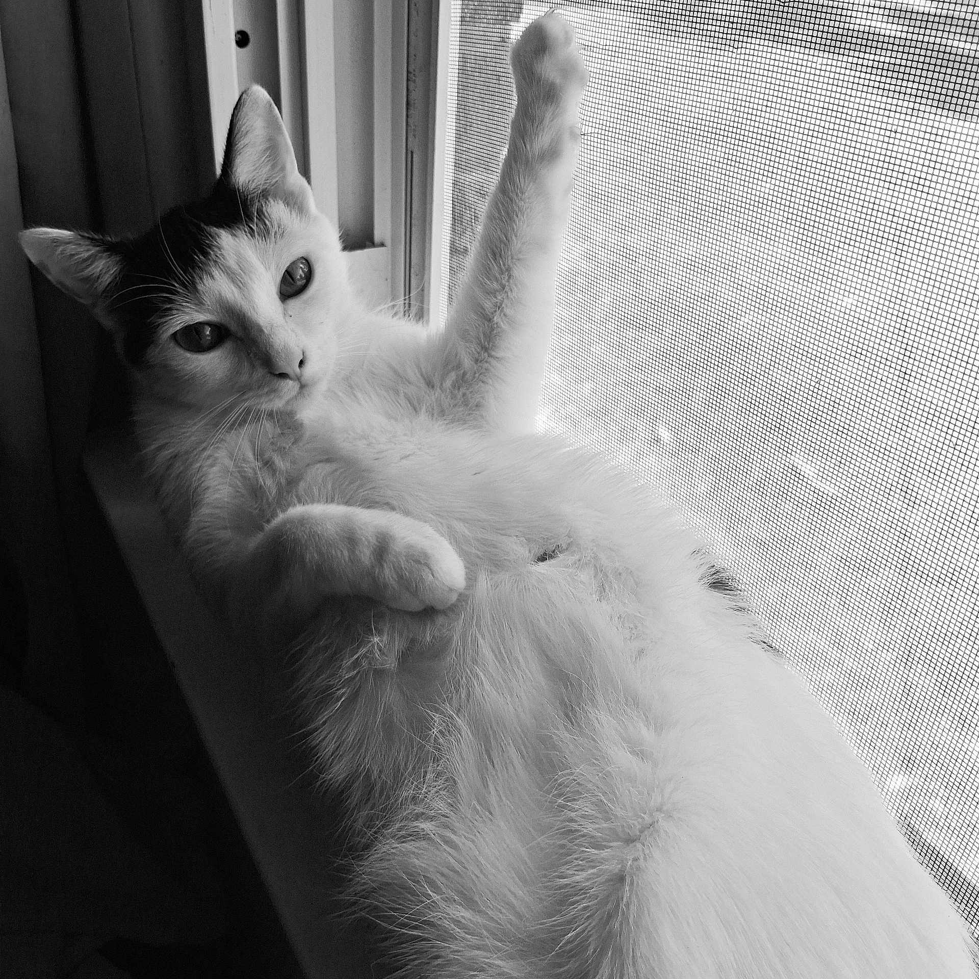Stella joined the competition — help win amazing prizes! cat, animal, pet, feline, window, windowsill, screen, paw, fur, whiskers, relaxed, indoor, black_and_white, curious, looking, close_up, portrait, resting, cozy, light