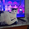Stella is registered to the contest to win money with this photo: cat, black_and_white, lounging, roku, tv_screen, neon_lights, cityscape, indoor, electronics, marble_surface, furniture, relaxed, pet, animal, domestic, technology, colorful, background, pink_lights, purple_lights
