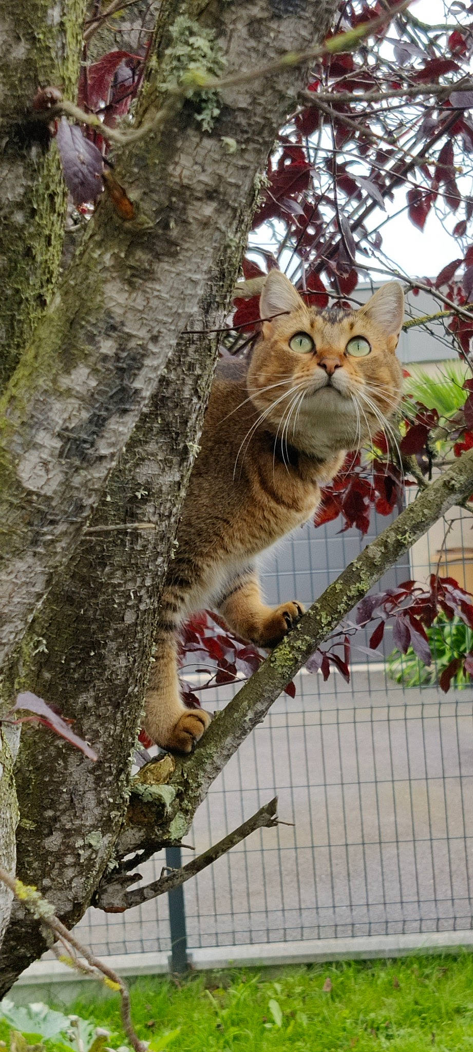 Elsa a rejoint le concours — aidez-le/la à gagner de superbes lots ! branch, carnivore, cat, fawn, felidae, fence, fur, grass, mesh, plant, small_to_medium_sized_cats, snout, tail, terrestrial_animal, tree, trunk, twig, whiskers, wire_fencing, wood