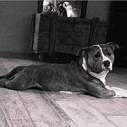 Titsou a rejoint le concours — aidez-le/la à gagner de superbes lots ! animal, black_and_white, canine, companion, cozy, curious, dog, domestic, flooring, furniture, home, indoor, lying_down, pet, portrait, quiet, relaxed, resting, watching, wooden_floor