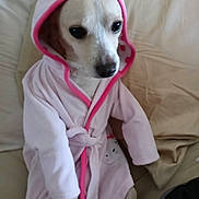 Scooby is registered to the contest to win money with this photo: dog, pet, hooded_robe, pink, cute, indoor, couch, beige, small_dog, animal, apparel, portrait, sitting, cozy, fur, face, clothing, domestic_animal, cute_pet, relaxed