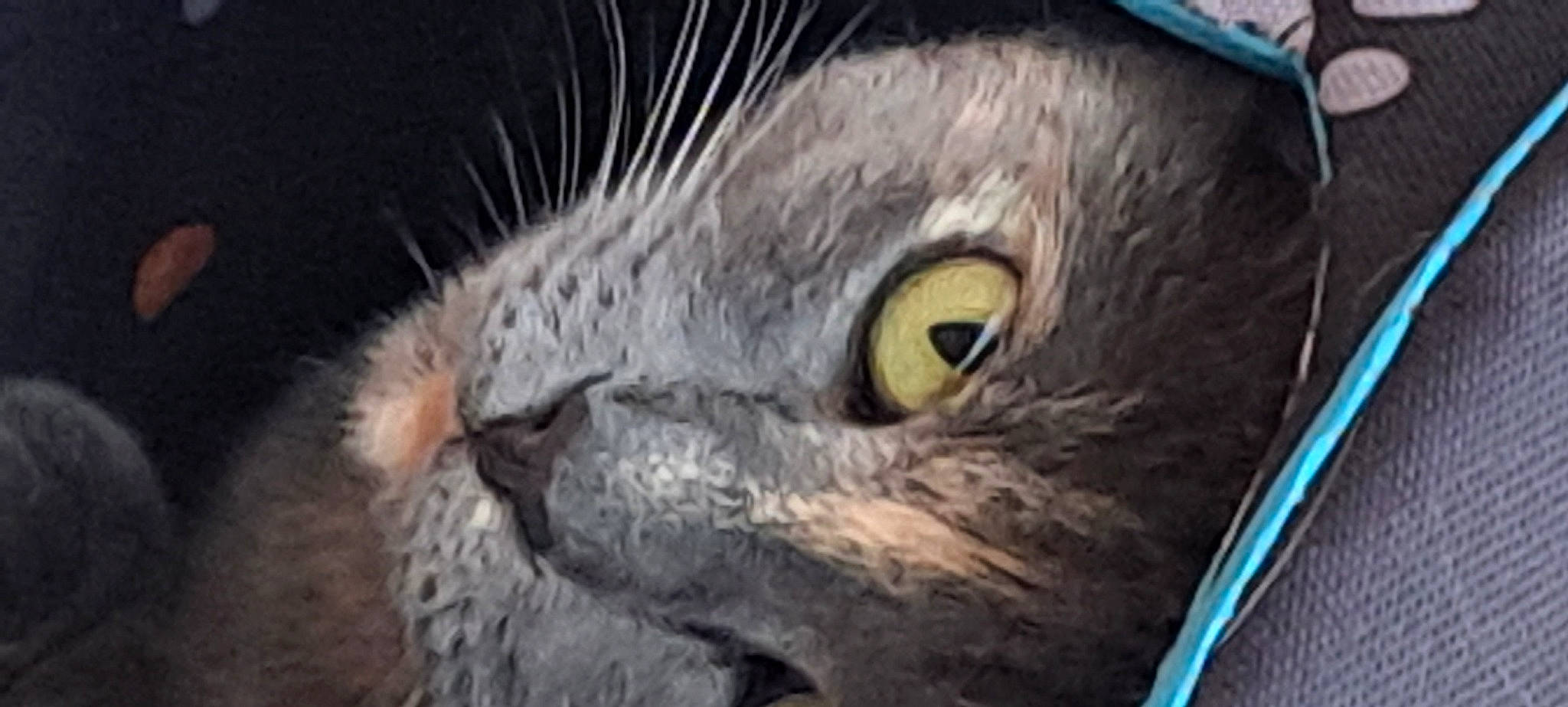 Kitty-huntress Of Chaos is registered to the contest to win money with this photo: accipitriformes, beak, bird, bird_of_prey, carnivore, eagle, eyelash, falconiformes, feather, felidae, fur, owl, painting, parrot, perching_bird, small_to_medium_sized_cats, snout, whiskers, wildlife, wing