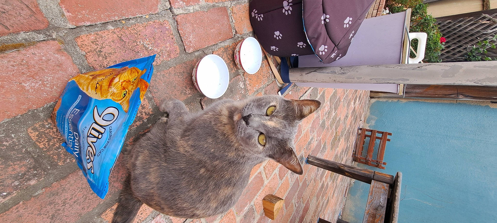 Kitty-huntress Of Chaos joined the competition — help win amazing prizes! art, black_cat, brown, canidae, carnivore, cat, domestic_short_haired_cat, fawn, felidae, flooring, fur, hardwood, jewellery, small_to_medium_sized_cats, snout, tail, whiskers, wood