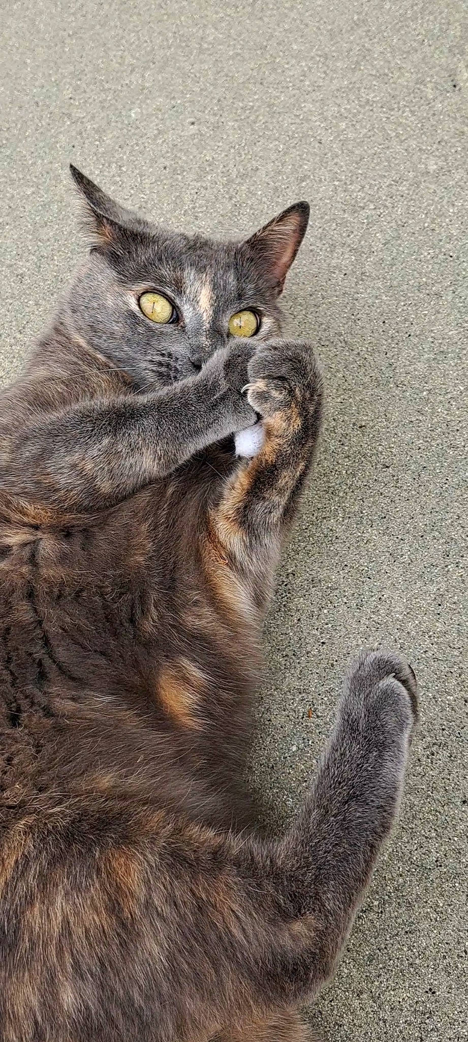 Kitty-huntress Of Chaos