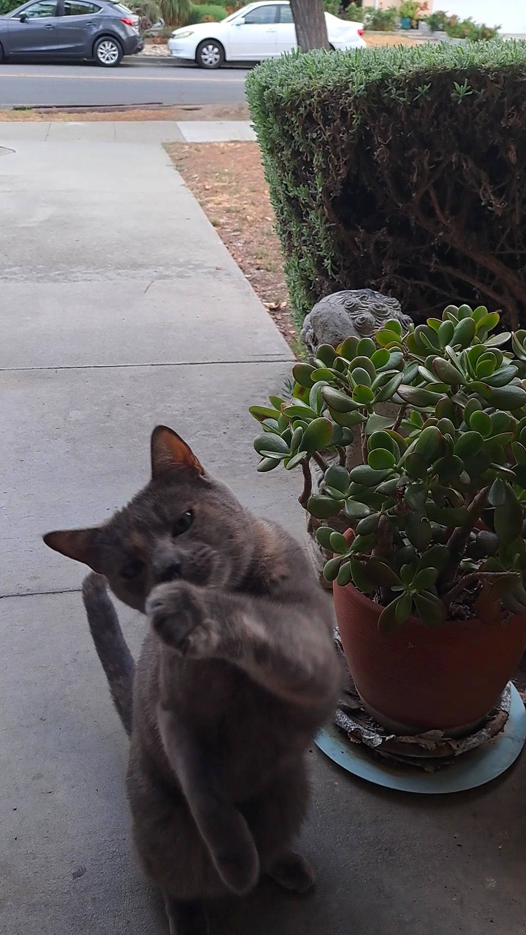 Kitty-huntress Of Chaos is registered to the contest to win money with this photo: annual_plant, black_cat, carnivore, cat, domestic_short_haired_cat, felidae, flower, flowerpot, fur, grass, groundcover, herb, houseplant, plant, road_surface, russian_blue, shrub, small_to_medium_sized_cats, tail, whiskers