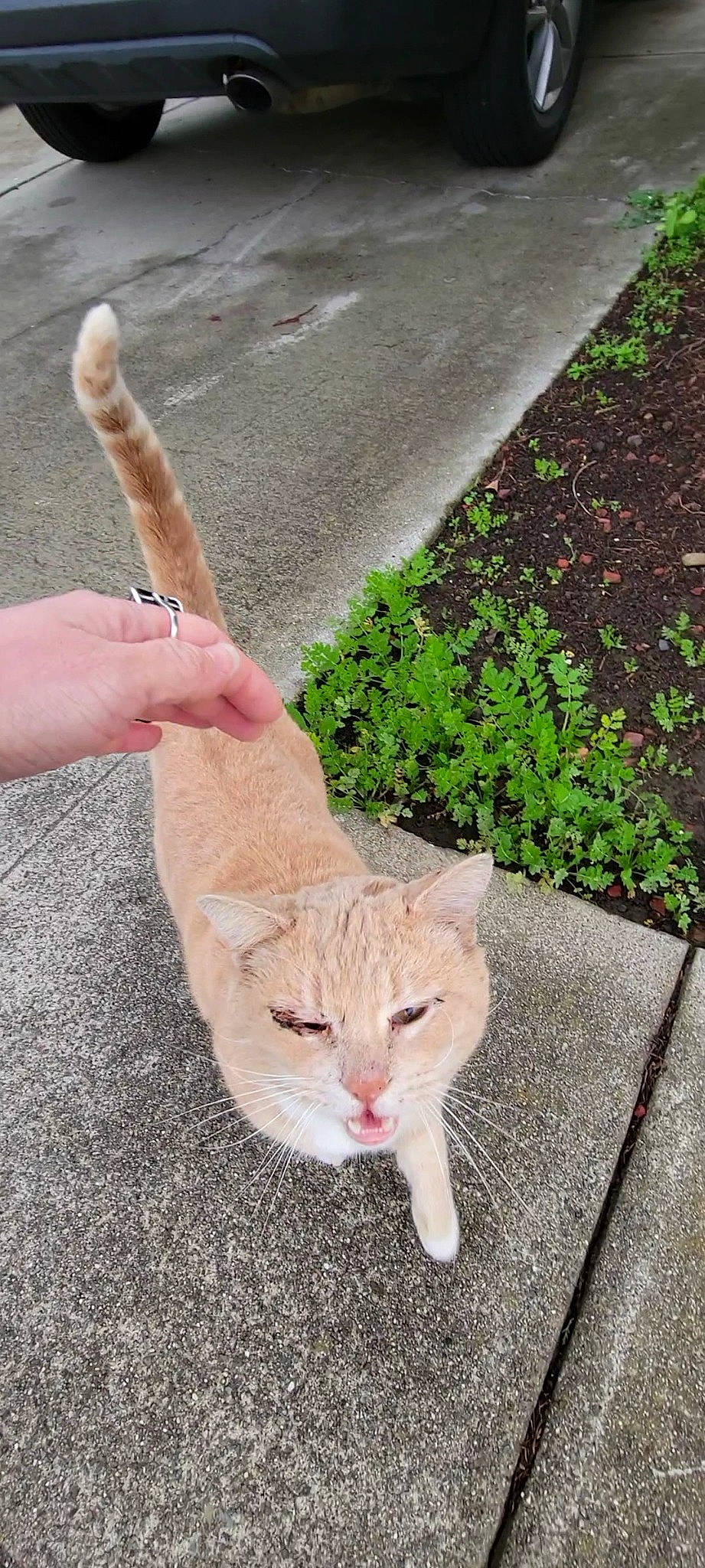 Blonde is registered to the contest to win money with this photo: carnivore, cat, domestic_short_haired_cat, fawn, felidae, foot, fur, gesture, grass, hand, human_leg, nail, plant, small_to_medium_sized_cats, snout, tail, terrestrial_animal, thumb, whiskers, wood