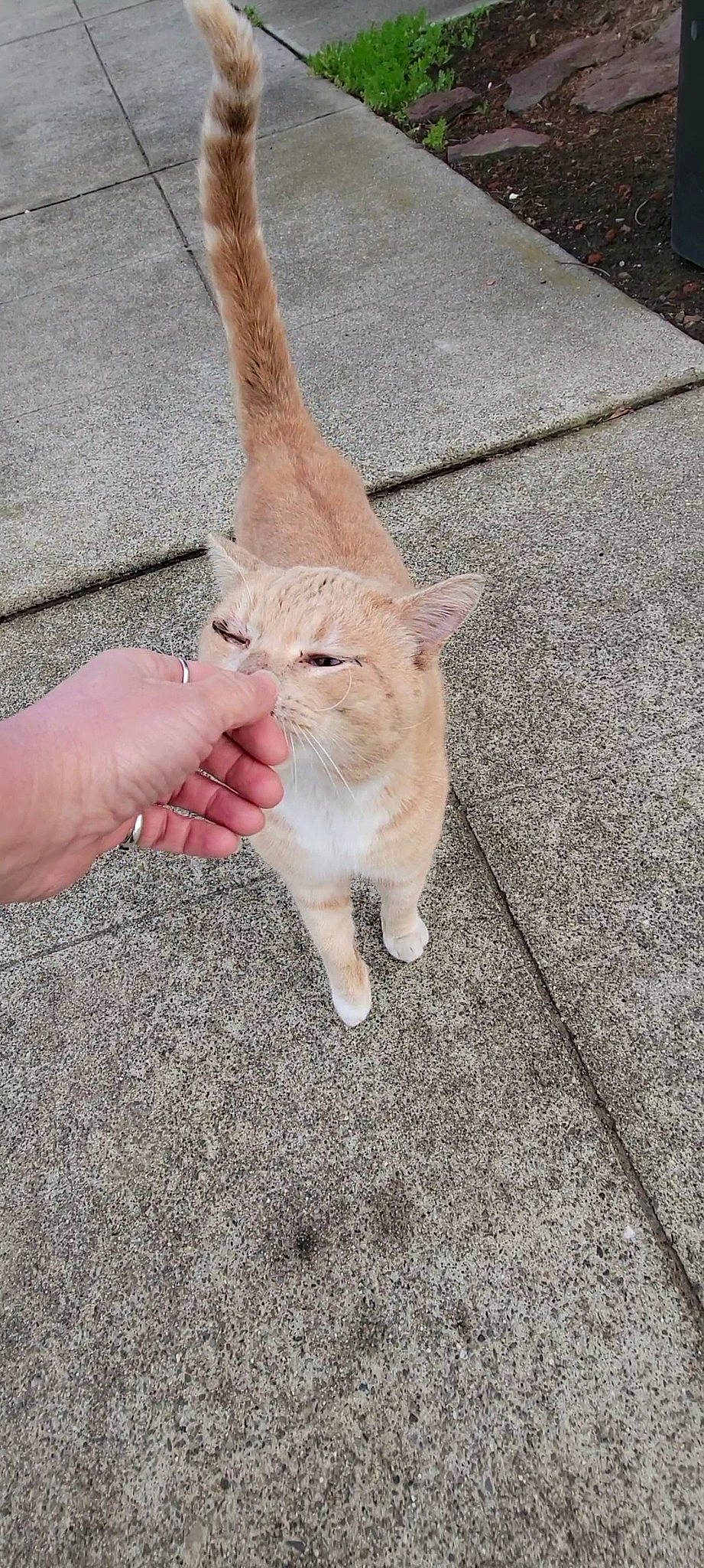 Blonde joined the competition — help win amazing prizes! asphalt, carnivore, cat, claw, domestic_short_haired_cat, fawn, felidae, flooring, fur, gesture, human_leg, paw, road_surface, sitting, small_to_medium_sized_cats, snout, tail, terrestrial_animal, whiskers, wood