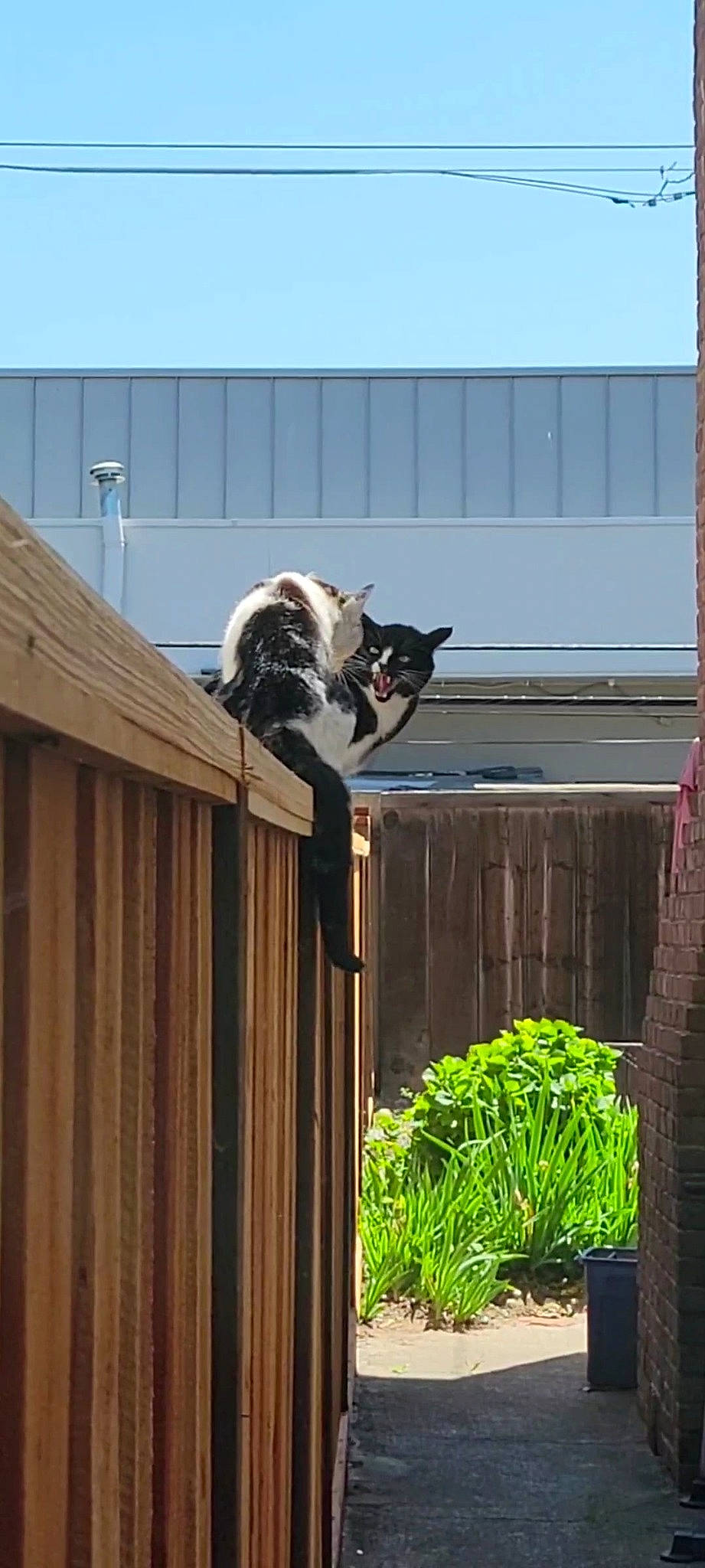 Moaner is registered to the contest to win money with this photo: carnivore, cat, felidae, fur, grass, hardwood, herb, home_fencing, plant, roof, shade, siding, small_to_medium_sized_cats, sporting_group, tail, whiskers, wood