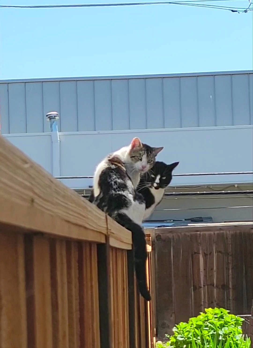 Moaner is registered to the contest to win money with this photo: building, carnivore, cat, domestic_short_haired_cat, felidae, fur, grass, herb, home_fencing, mammal, plant, roof, siding, sky, small_to_medium_sized_cats, tail, vertebrate, whiskers, window, wood