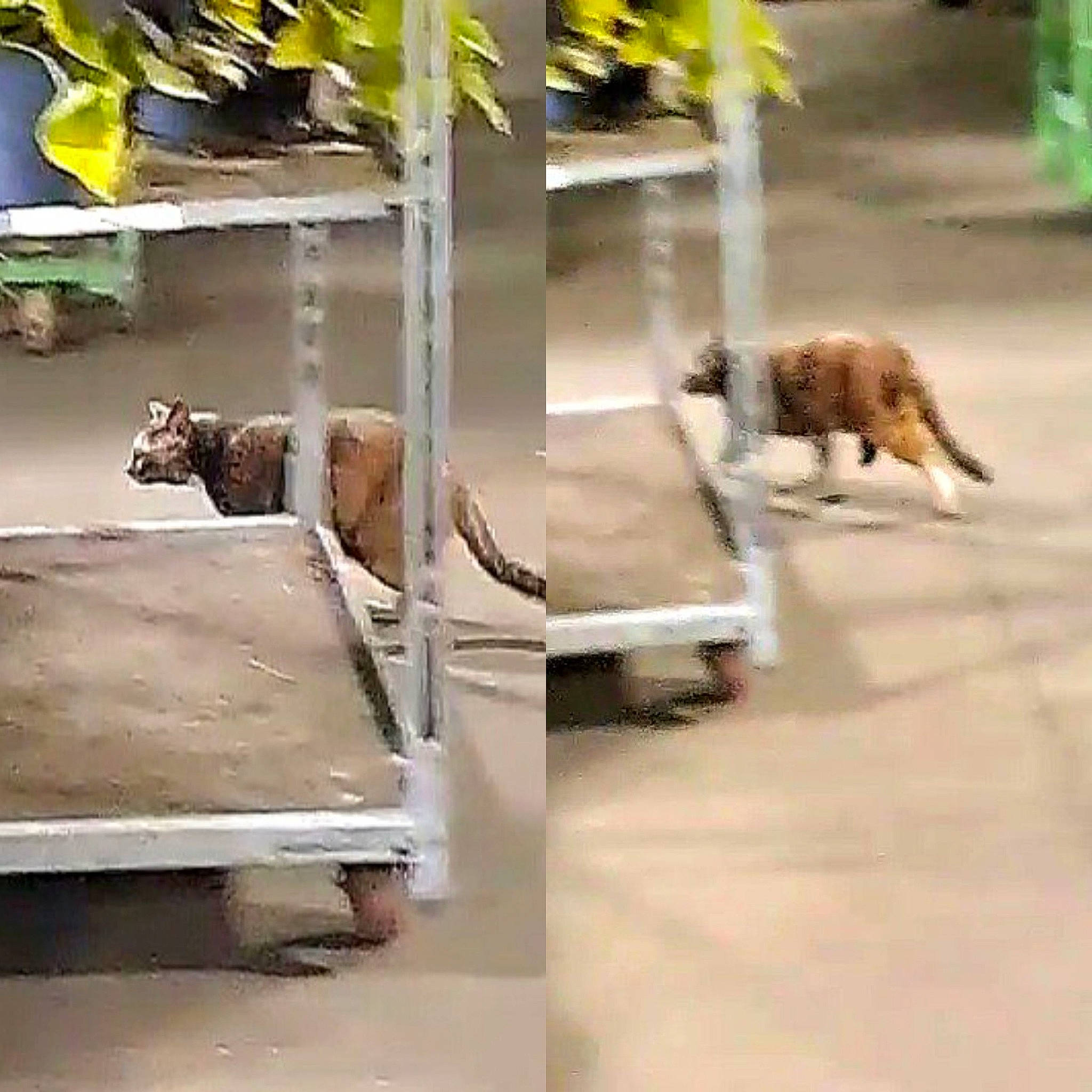 Three Finger Brown joined the competition — help win amazing prizes! art, concrete, fawn, felidae, flooring, grass, house, leisure, machine, plant, recreation, road_surface, shade, sidewalk, small_to_medium_sized_cats, soil, tail, terrestrial_animal, wildlife, wood