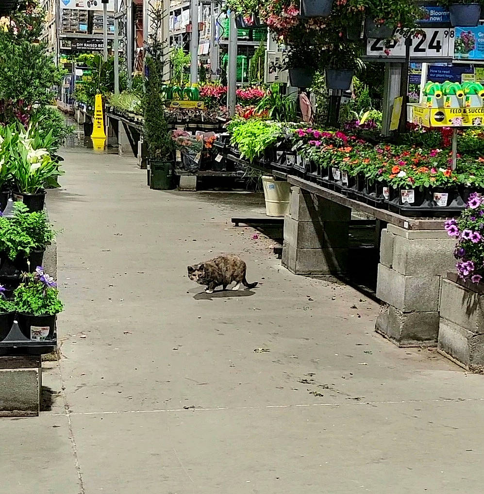 Three Finger Brown joined the competition — help win amazing prizes! asphalt, building, carnivore, city, felidae, flooring, flower, flowerpot, grass, houseplant, infrastructure, landscape, leisure, neighbourhood, plant, road, road_surface, shrub, sidewalk, urban_design