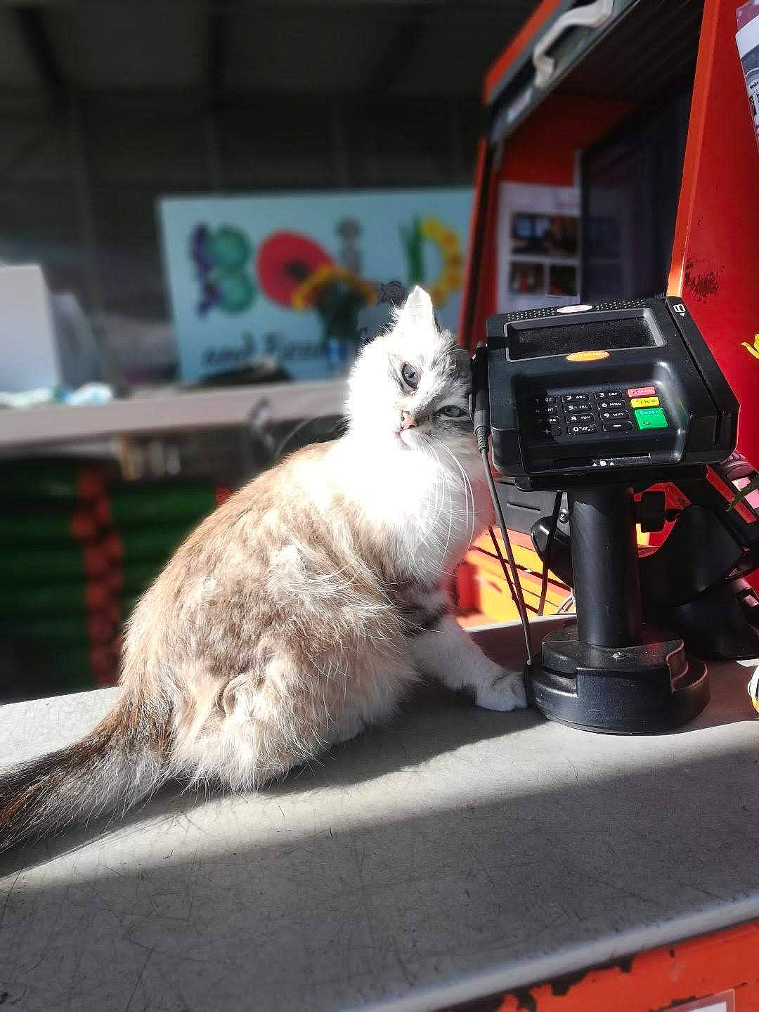 Snow is registered to the contest to win money with this photo: cat, claw, felidae, fur, gas, glass, machine, metal, paw, small_to_medium_sized_cats, tail, tap, vehicle, whiskers, windshield, wire