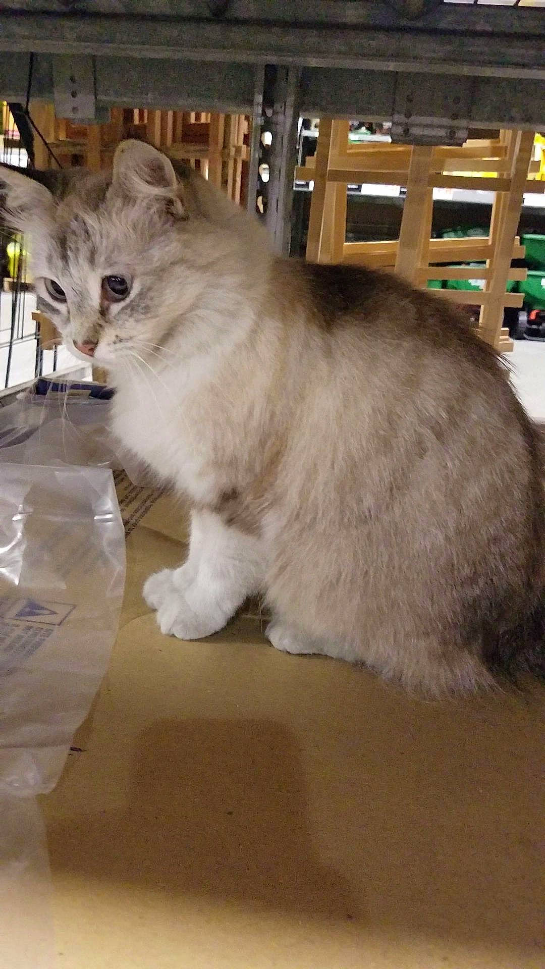 Snow joined the competition — help win amazing prizes! box, carnivore, cat, domestic_short_haired_cat, fawn, felidae, flooring, fur, paw, small_to_medium_sized_cats, tail, whiskers, wood