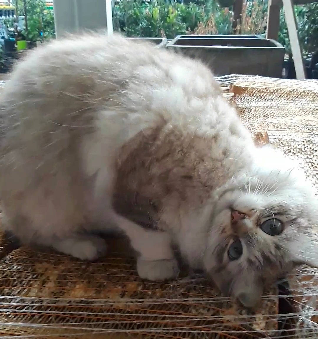 Snow joined the competition — help win amazing prizes! animal_shelter, carnivore, cat, claw, domestic_short_haired_cat, fawn, felidae, flooring, fur, grass, paw, plant, small_to_medium_sized_cats, snout, tail, terrestrial_animal, whiskers, window