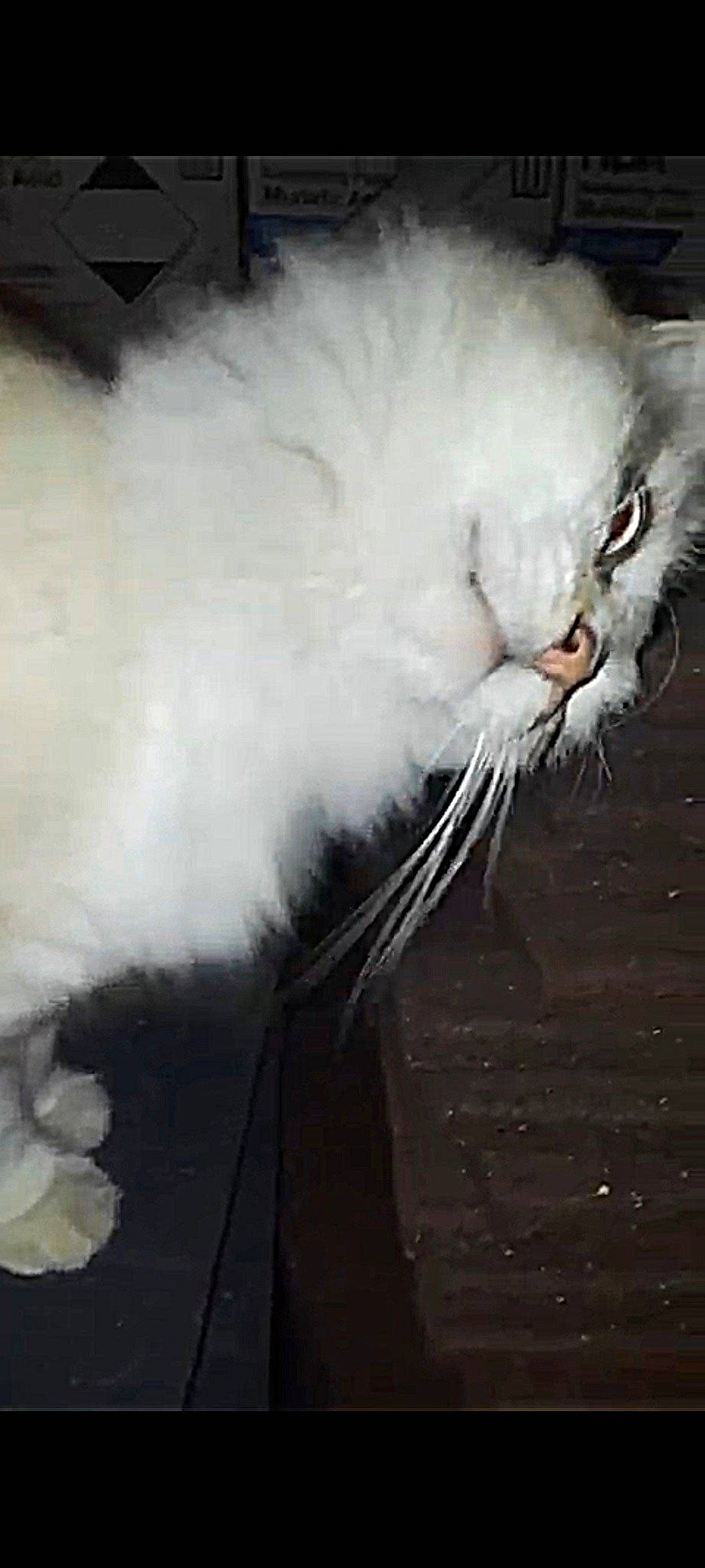 Snow is registered to the contest to win money with this photo: art, beak, bird, darkness, event, eye, fashion_accessory, feather, felidae, flash_photography, fur, grey, monochrome_photography, small_to_medium_sized_cats, smoke, snout, tail, whiskers, wildlife, wing