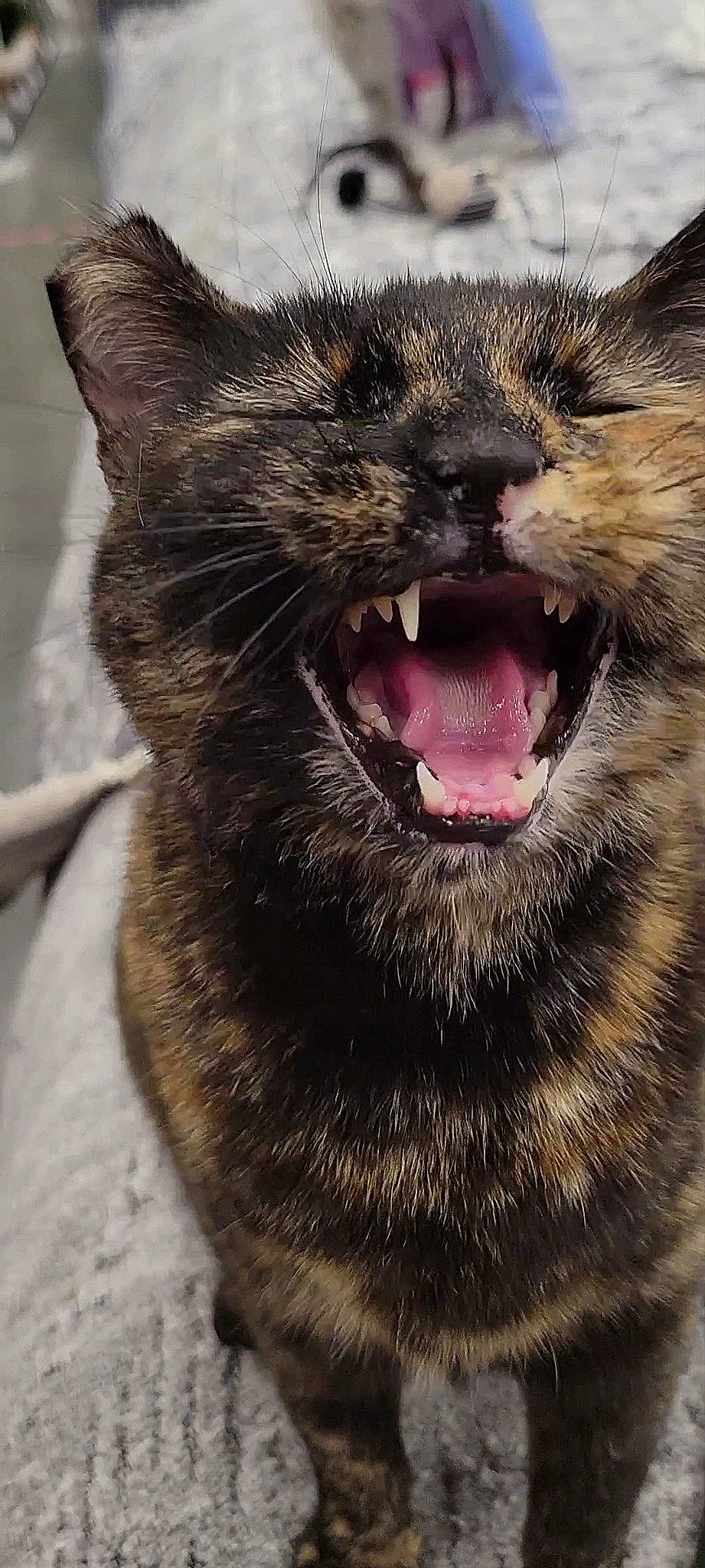 Skittles is registered to the contest to win money with this photo: carnivore, cat, claw, close_up, domestic_short_haired_cat, fang, felidae, fur, jaw, paw, photography, shout, small_to_medium_sized_cats, snout, tail, terrestrial_animal, tooth, whiskers, wildlife, yawn