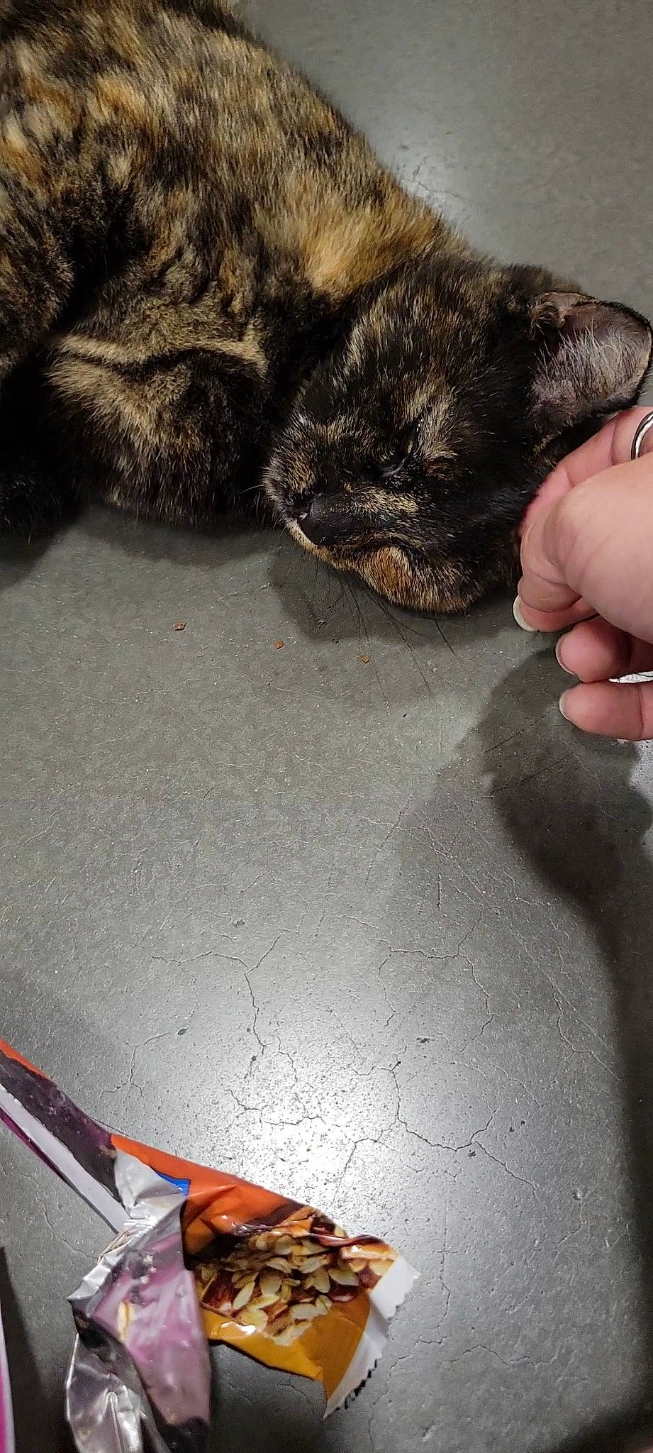 Skittles joined the competition — help win amazing prizes! automotive_exterior, carmine, carnivore, cat, comfort, domestic_short_haired_cat, felidae, flooring, fur, grey, hood, metal, small_to_medium_sized_cats, snout, tail, terrestrial_animal, trunk, whiskers, windshield, wood