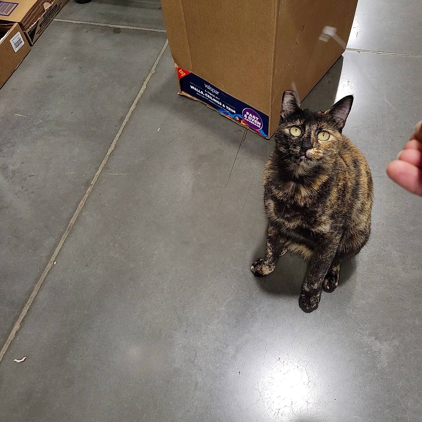 Skittles is registered to the contest to win money with this photo: asphalt, automotive_tire, black_cat, carnivore, cat, claw, domestic_short_haired_cat, felidae, floor, flooring, fur, metal, paw, road_surface, small_to_medium_sized_cats, snout, tail, tire, wheel, whiskers