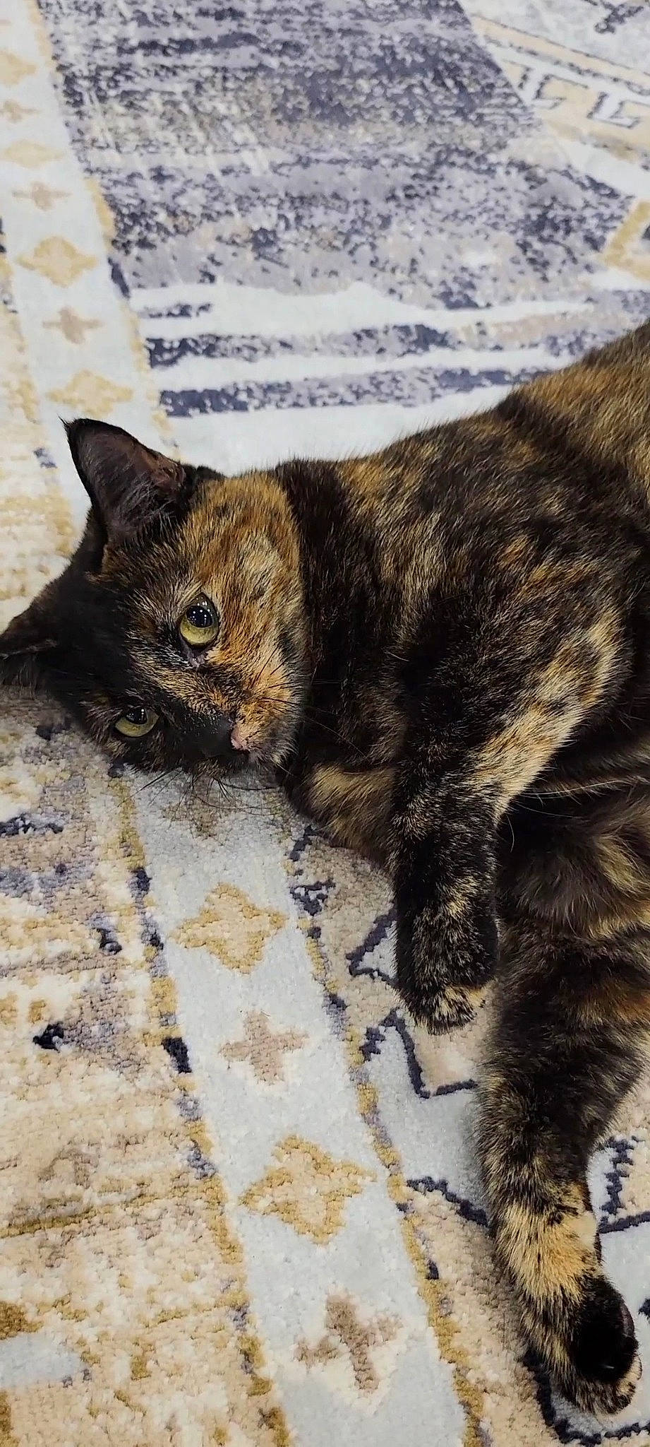 Skittles is registered to the contest to win money with this photo: black_cat, carnivore, cat, claw, comfort, domestic_short_haired_cat, fawn, felidae, flooring, fur, nap, paw, small_to_medium_sized_cats, snout, snow, tail, terrestrial_animal, whiskers, wood